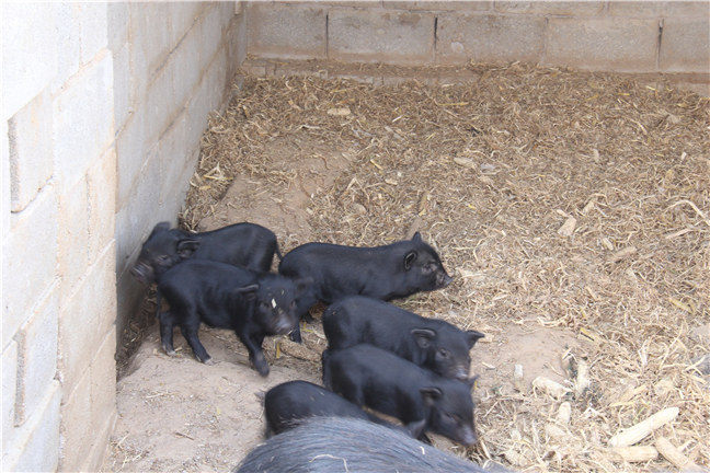 藏香猪繁殖技术可以让藏香猪繁殖成活率更高