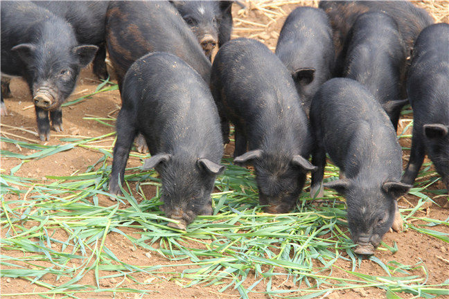藏香猪繁殖技术可以让藏香猪繁殖成活率更高