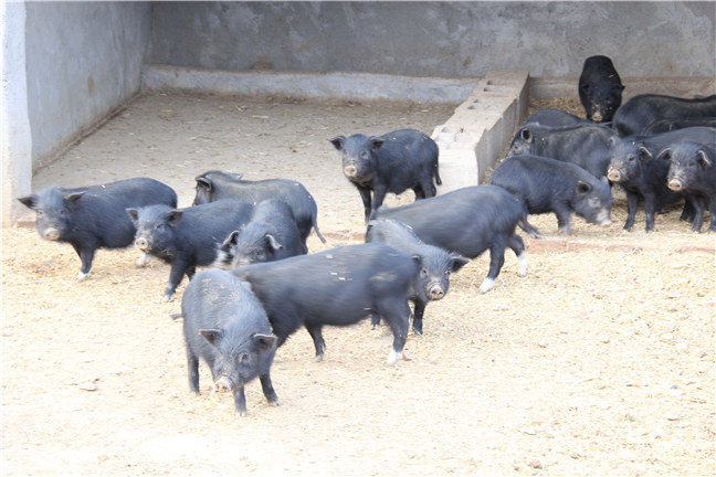 藏香猪养殖技术的重要性