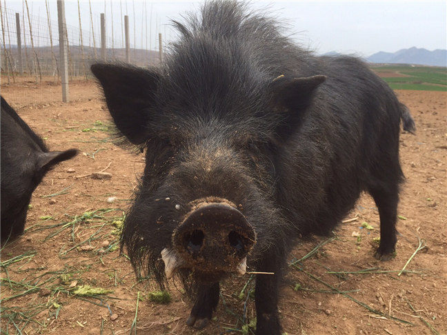 藏香猪的养殖方法很重要