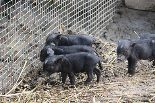 藏香猪的养殖方法很重要