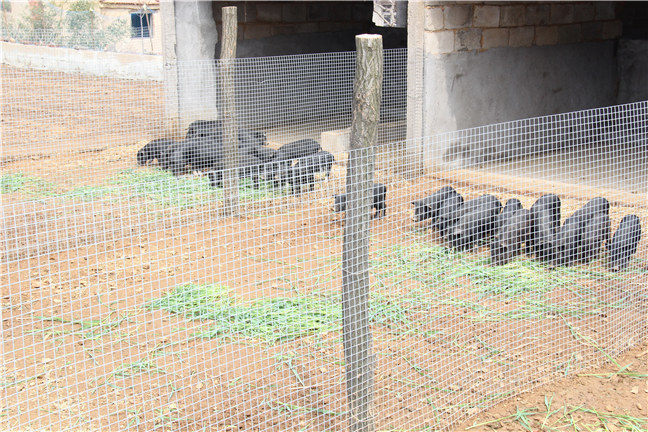 藏香猪猪舍对养殖藏香猪有哪些好处呢?藏香猪栏舍怎么建好呢？