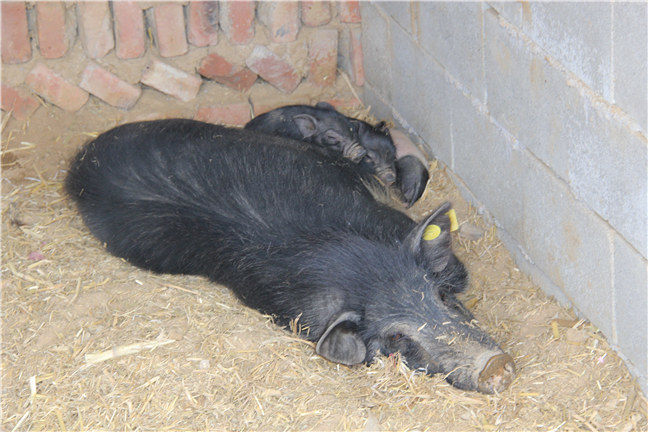 西藏藏香猪养殖基地