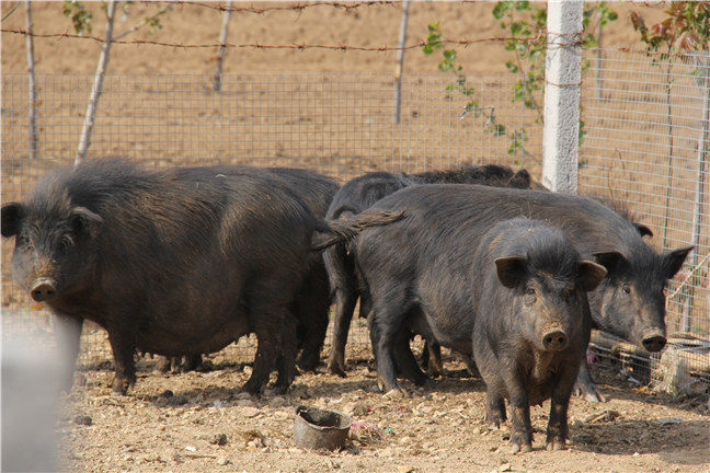 藏香猪黑猪养殖成本
