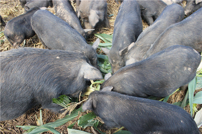 藏香猪的饲养管理的方式是怎样呢？