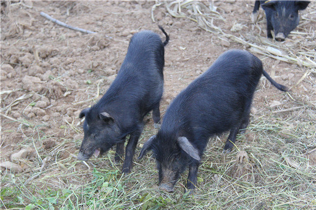 只有藏香猪养殖规模大，才能展现出藏香猪规模化养殖的好处