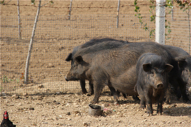 生态养殖藏香猪怎么养？