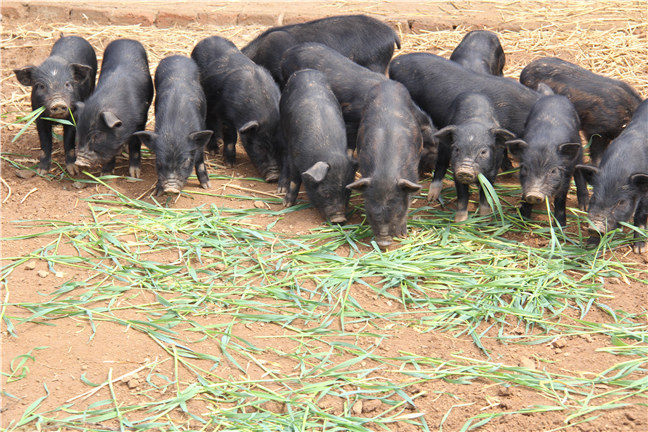 只有藏香猪养殖规模大，才能展现出藏香猪规模化养殖的好处