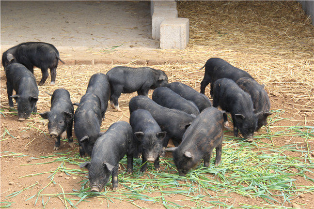 藏香猪生态养殖项目的好处