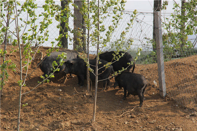 藏香猪营养价值