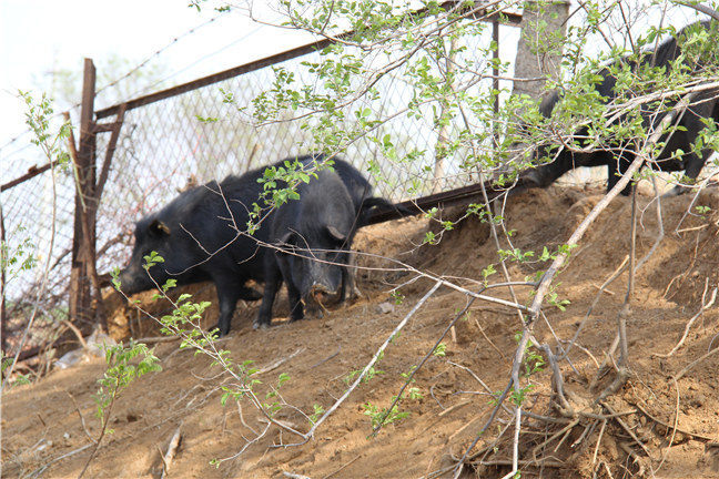 藏香猪养殖项目应注意哪些问题？