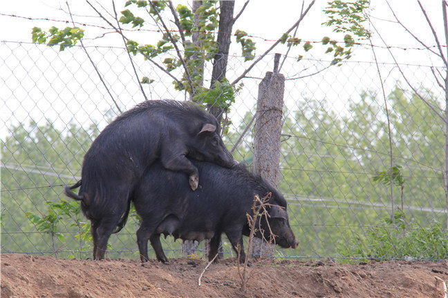 藏香猪养殖条件有哪些？藏香猪生长条件有哪些？