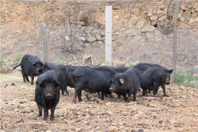 山东藏香猪养殖