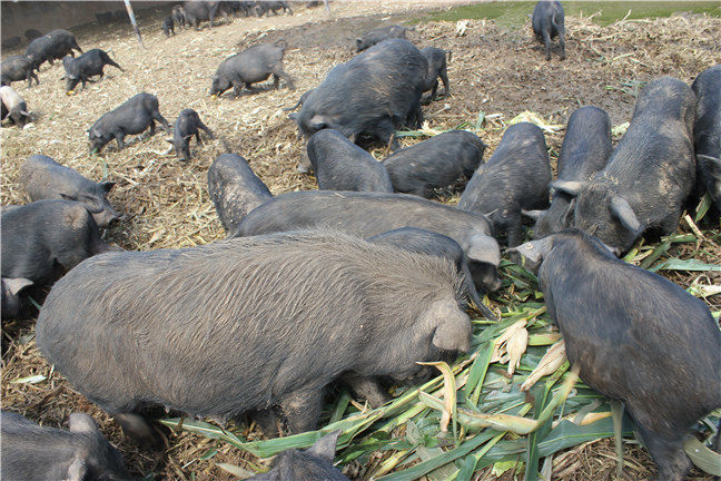 藏香猪养殖周期