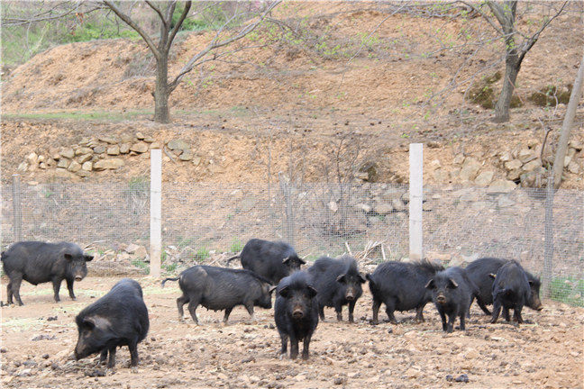 关于藏香猪的发展规划