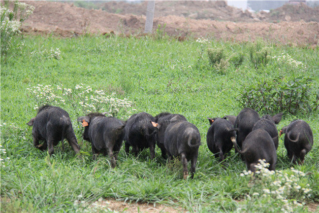 藏香猪的养殖