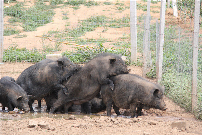 西藏藏香猪养殖基地