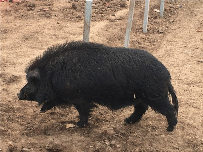 养藏香猪怎么样？