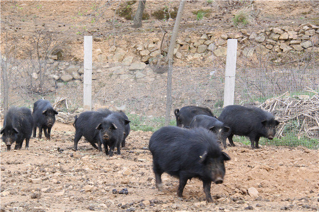 如何饲养藏香猪？藏香猪饲养成本非常低。