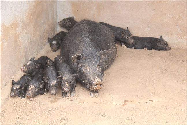 藏香猪市场需求现状及藏香猪市场需求量