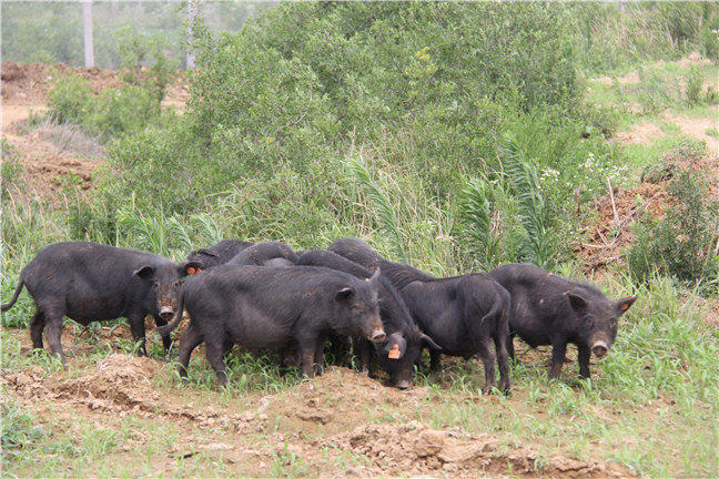 藏香猪乳猪养殖以及藏香猪乳猪购买 藏香乳猪
