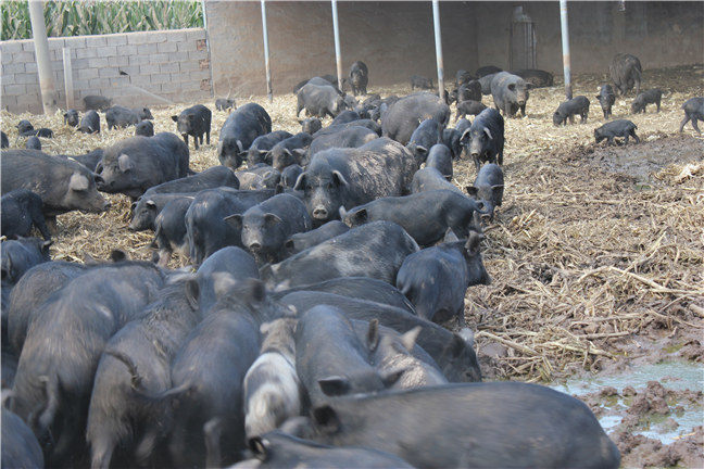 藏香猪多少钱一斤猪？