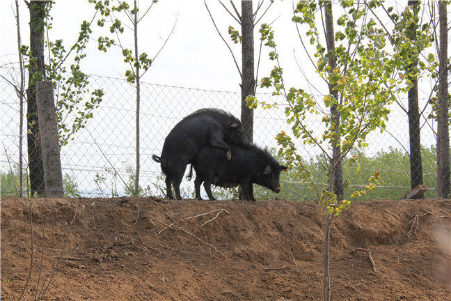让藏香猪回归自然的养殖方法