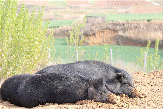 山东藏香猪养殖技术