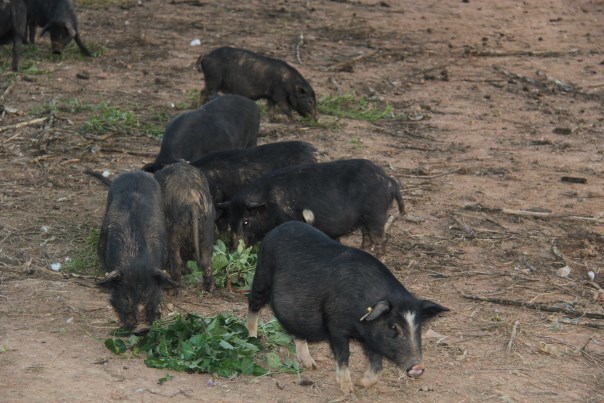 西藏香猪育肥猪多少钱一斤