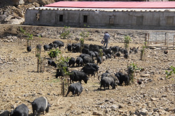 西藏香猪育种基地介绍