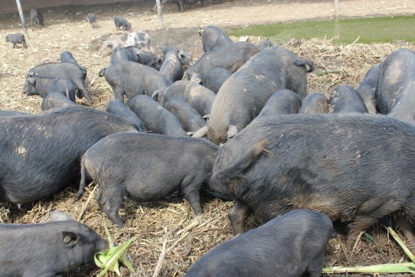 购买香猪成品猪多少钱一斤