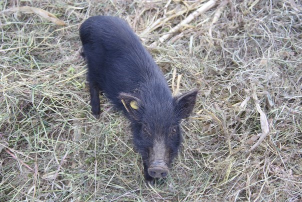 西藏香猪肉价格