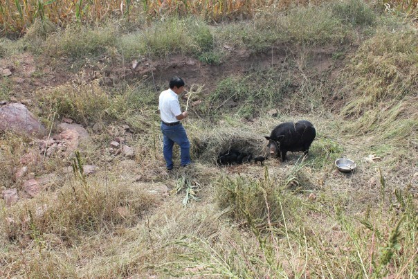 走下高原香猪如何适应平原环境 走下高原香猪如何适应平原环境