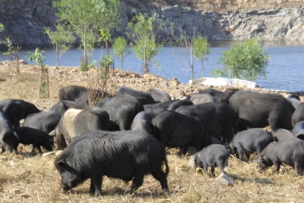 野外散养养殖香猪养殖经验分析