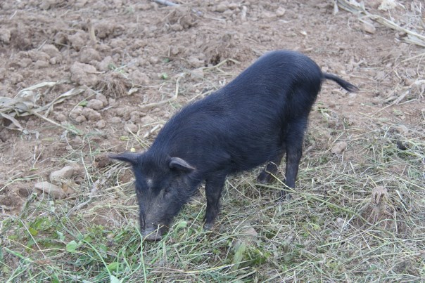 西藏香猪肉价格