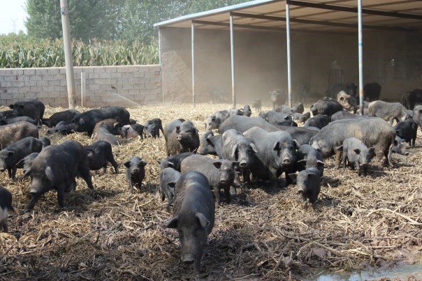 西香猪养殖场服务标准是什么