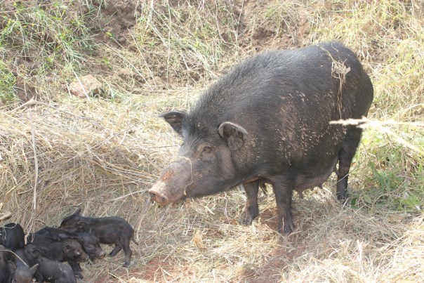 西藏香猪育肥猪多少钱一斤
