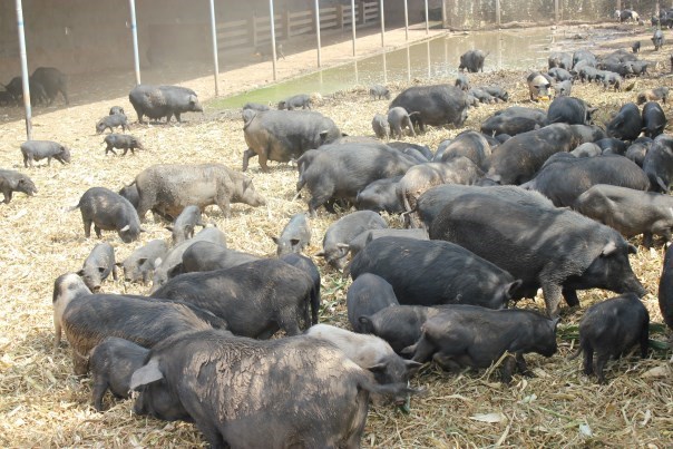 香猪低海拔养殖方法有哪些