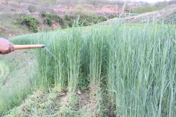 香格里拉香猪养殖场管理分析