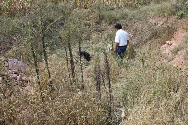 野生散养香猪注意事项