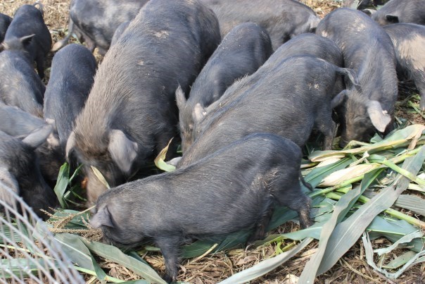 详细介绍香猪肉怎样