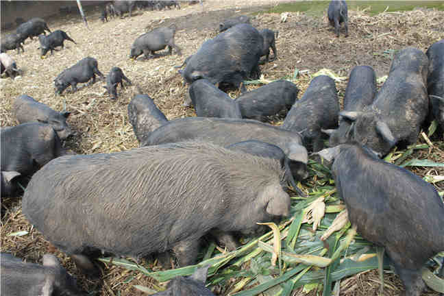 利用优质藏香猪牧草养殖藏香猪