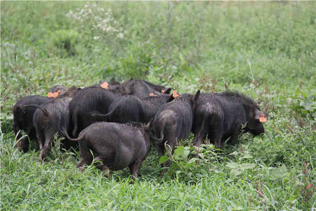 英国养猪场免疫 促使猪群生产性能显著提高
