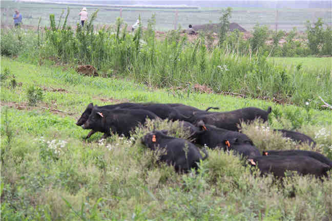 发酵床养猪在猪场清洁过程中的应用