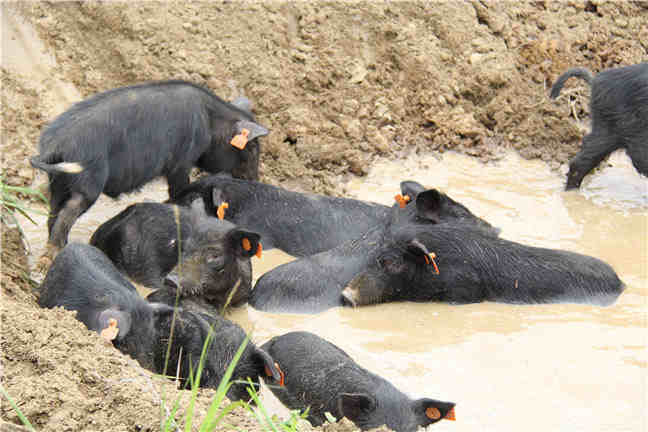 夏季养猪防暑降温的三十招