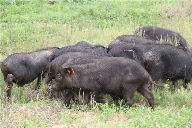 夏季养猪场中维生素的正确使用方法