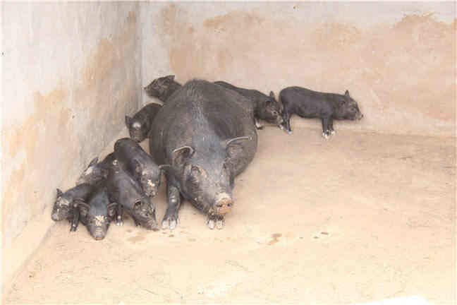 林芝地区藏香猪视频