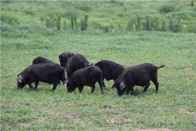 自繁自养商品猪场驱虫预防用药及保健程序