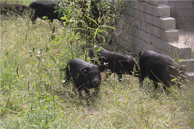 春季养猪需要注意的四大问题
