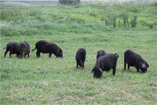 我们在养猪过程中常存在问题和误区！